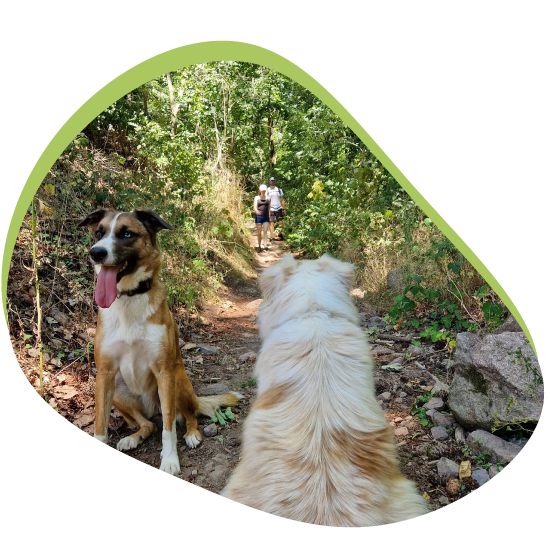 chiens en promenade - Balade avec comportementalisme canin 